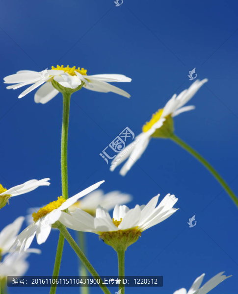 白色的雛菊
