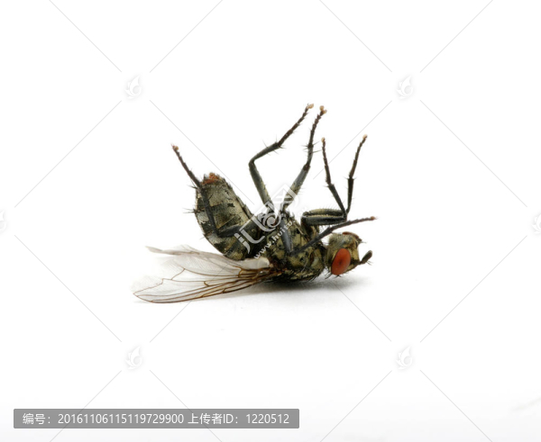 死蒼蠅