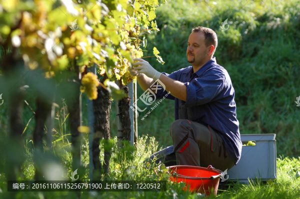 在wineyard莊主