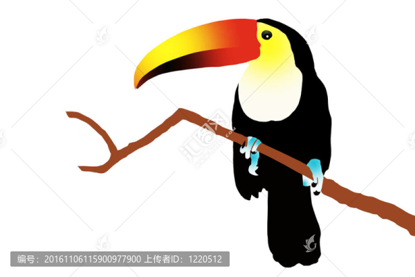 巨嘴鳥