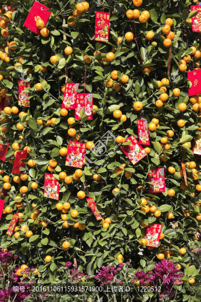 中國(guó)傳統(tǒng)新年的Tangerine夜店樹祝賀與祝愿