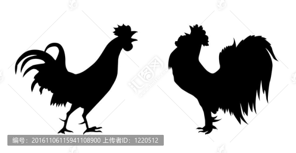 白色背景上公雞的輪廓
