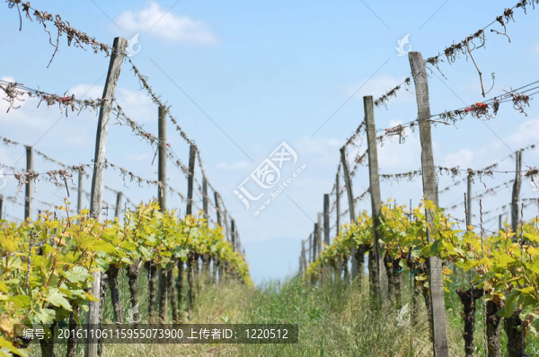 五月里葡萄園里的一排