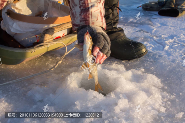 羅奇釣魚