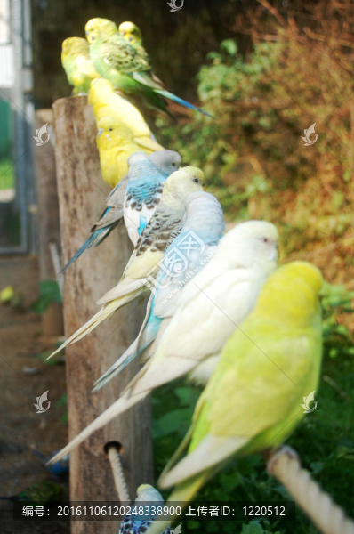 奇異的鳥兒