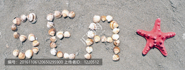 海洋假日概念與貝殼和海星