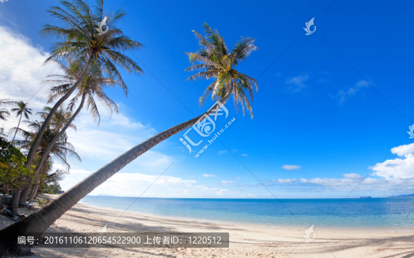 海灘上的棕櫚樹沙灘熱帶度假村
