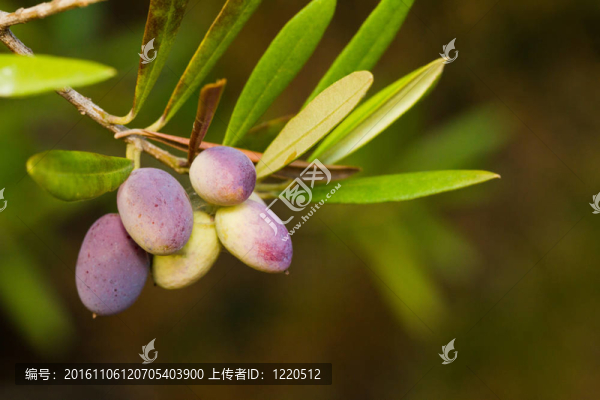 橄欖枝