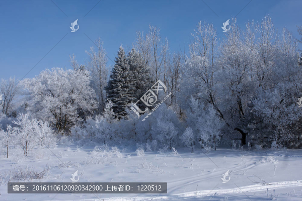 樹上的雪