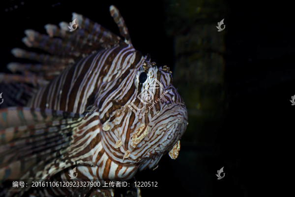 水族館獅子魚
