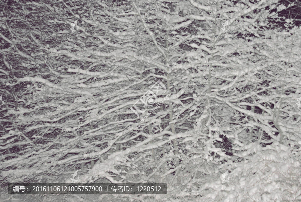 樹(shù)上的雪