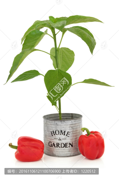 紅辣椒的植物