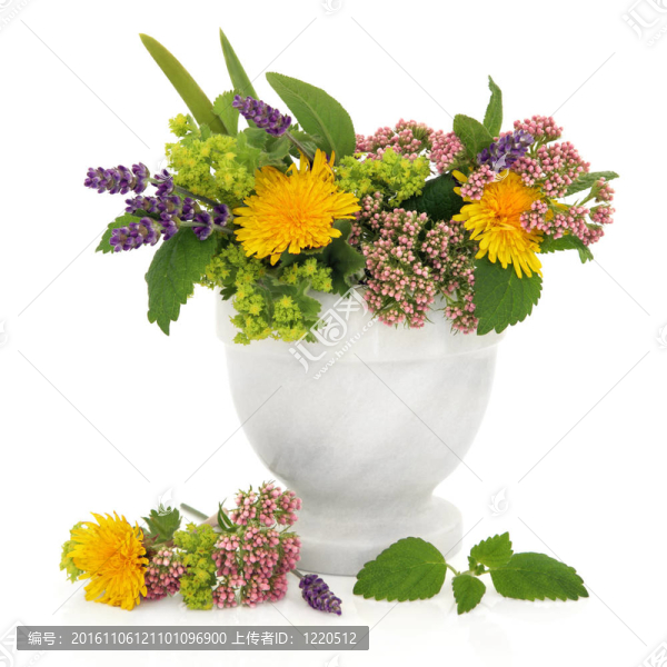 愈合草藥和Flowers