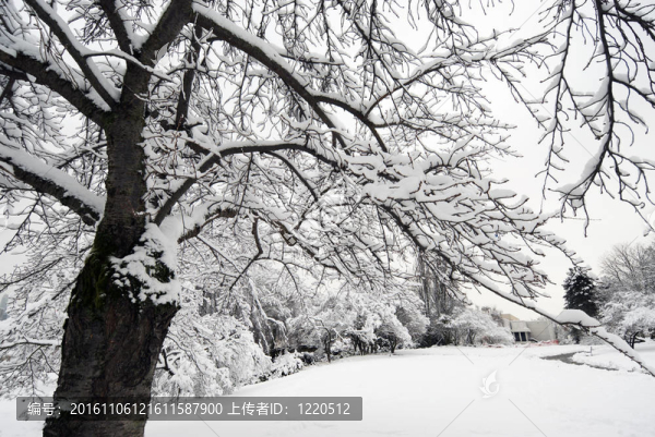 公園里被雪覆蓋的樹