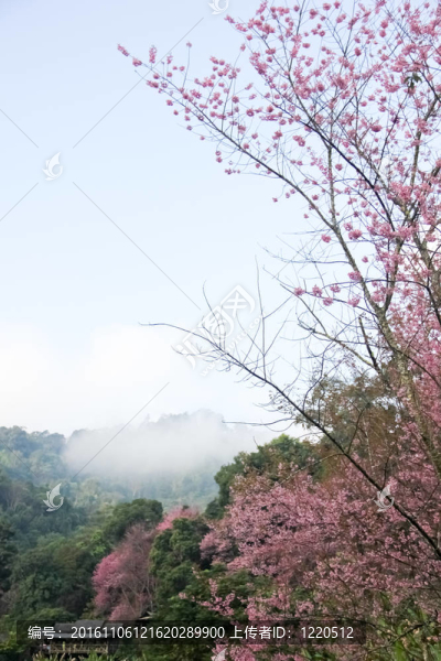 櫻花