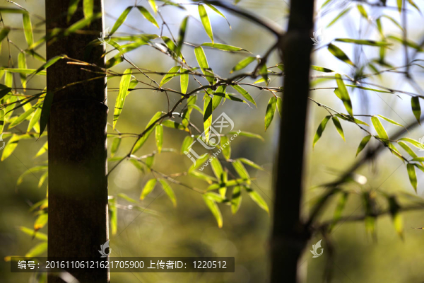 竹為背景