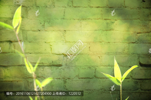 竹為背景