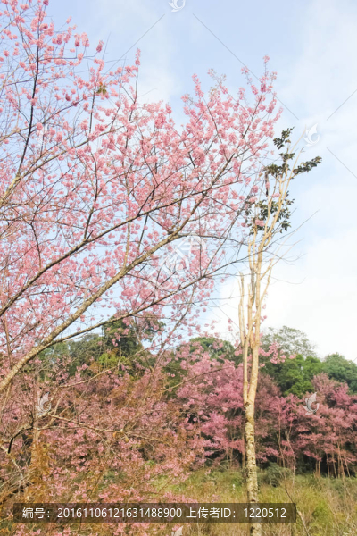 櫻花