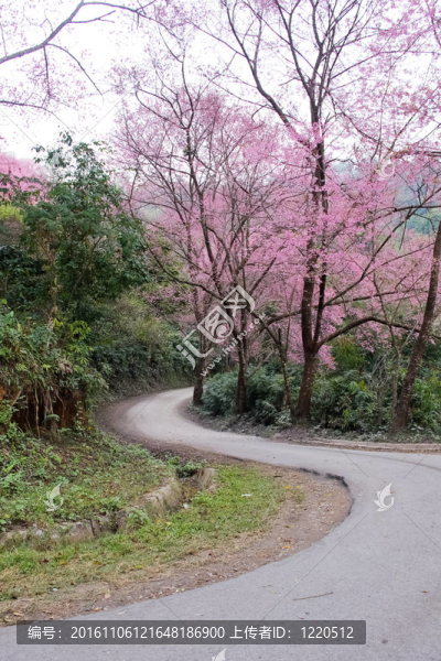 路上鋪滿櫻花
