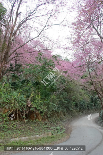 路上鋪滿櫻花