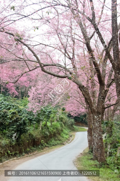 路上鋪滿櫻花
