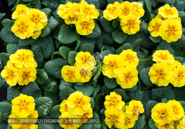 盛開(kāi)的黃色的報(bào)春花組