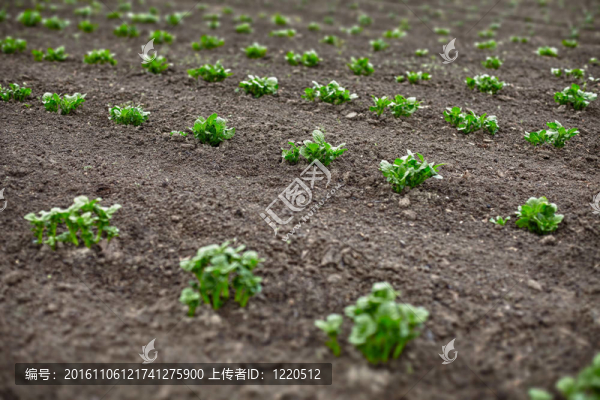 田間馬鈴薯芽