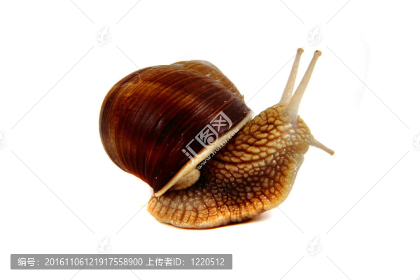 白底蝸牛