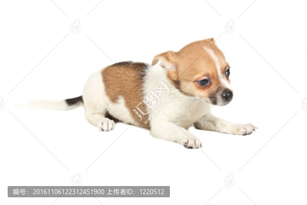 白色背景前的奇瓦瓦小狗