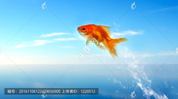 金魚跳出水面