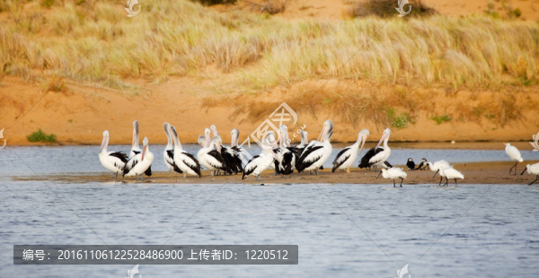 澳大利亞鵜鶘鳥