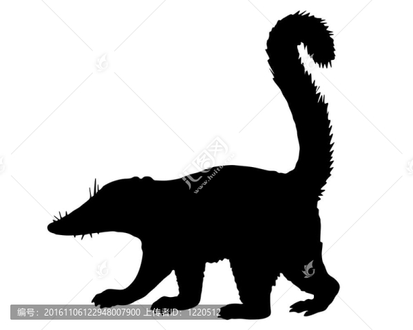 Coati的剪影