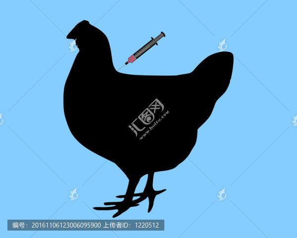 母雞在藍色背景下接種禽流感疫苗