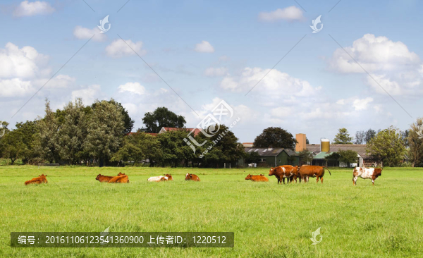 奶牛在夏季countrylandscape