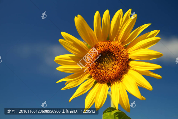 向日葵