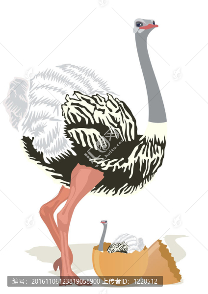 鴕鳥的小雞