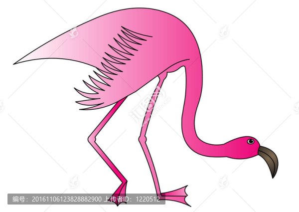 玫瑰火烈鳥