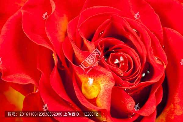 紅玫瑰的花