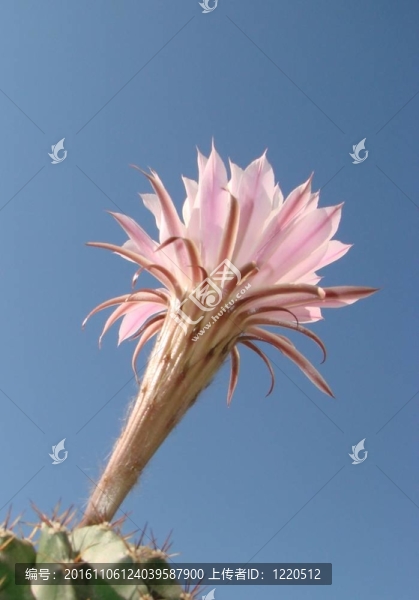 仙人掌echinorsis