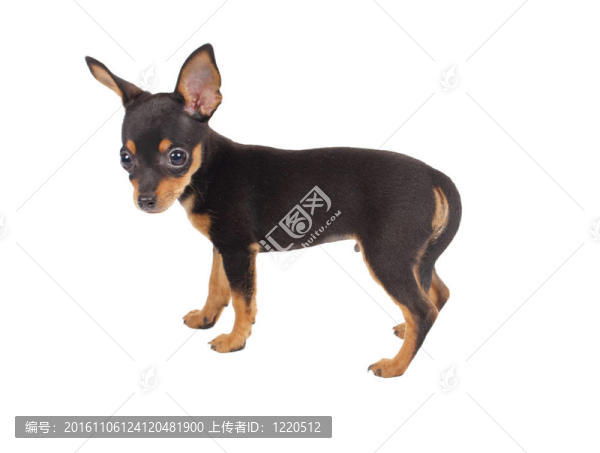 俄羅斯玩具獵犬在白色背景