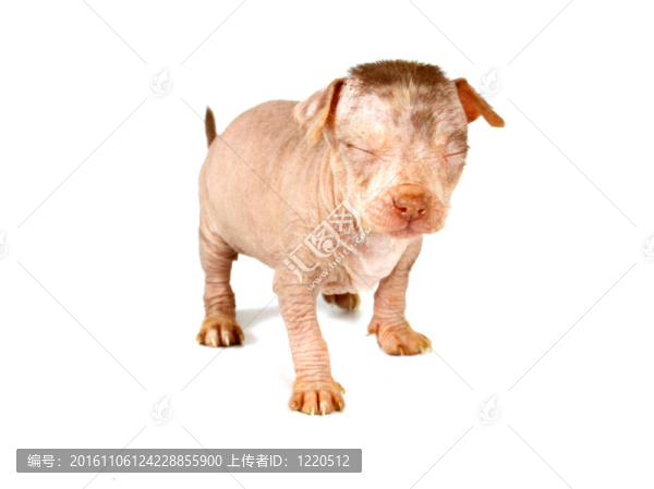 中國冠毛犬幼犬