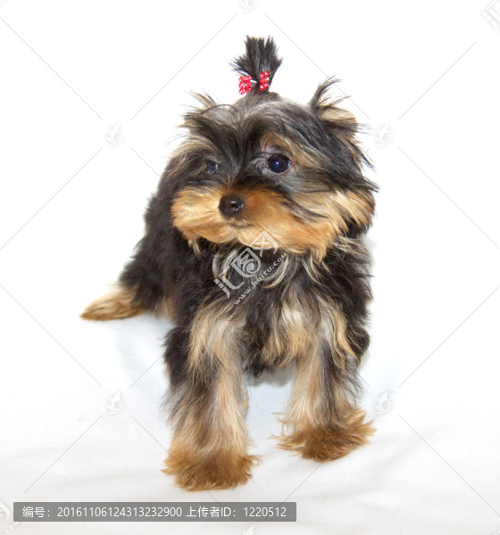 pupyy約克郡梗