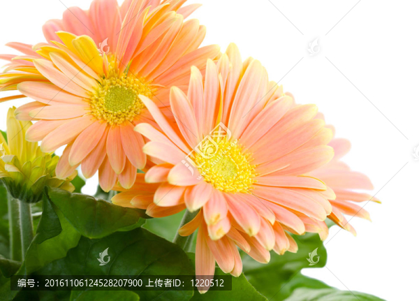 美麗的裝飾房間的花菊花