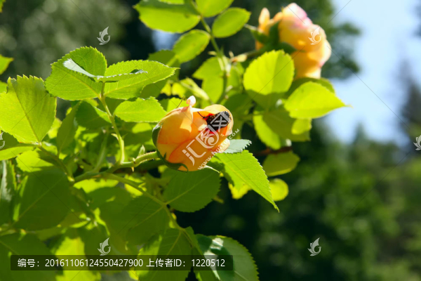 玫瑰與嘗試進(jìn)入甲蟲(chóng)