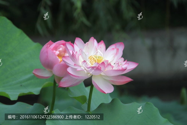美麗的荷花