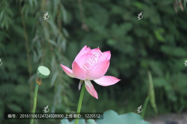 美麗的荷花