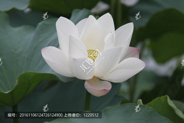 美麗的荷花