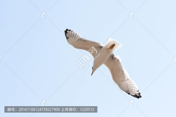 海鷗