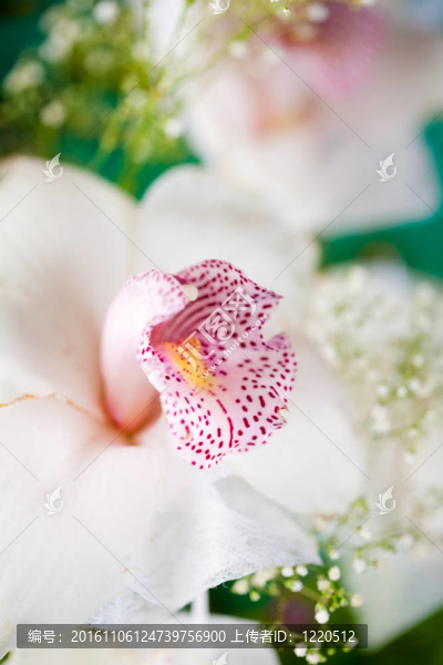 完美的白蘭花