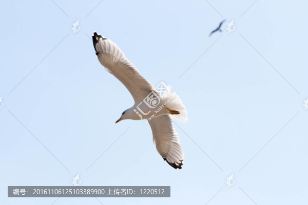 海鷗